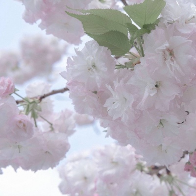 Furry绘画笔刷推荐FurryQQ群